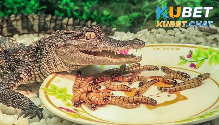 Chiêm bao nằm mơ thấy con cá sấu báo hiệu điều gì? Đánh con đề gì? 1 Điềm báo gì khi nằm mơ thấy con cá sấu?
