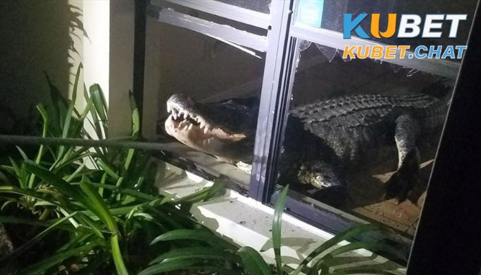 Chiêm bao nằm mơ thấy con cá sấu báo hiệu điều gì? Đánh con đề gì? 3 Nằm mơ thấy con cá sấu vào nhà