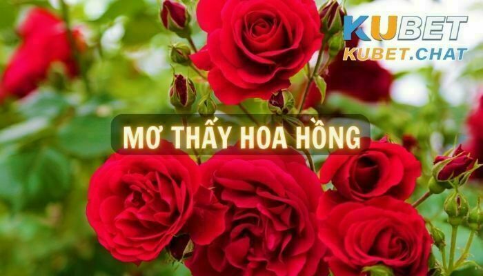 Mơ thấy hoa hồng - Những bí ẩn và con số xoay quanh giấc mơ này