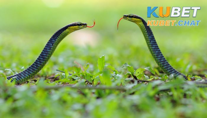 Nằm mơ thấy rắn xanh là điềm báo gì? 101+ số nên đánh 3 Mộng thấy một đôi rắn màu xanh