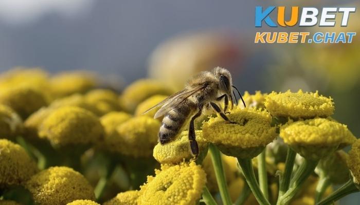Mơ thấy ong có điềm báo gì? Đánh con số nào? 1 Mơ thấy ong trong các nền văn hóa có ý nghĩa gì?