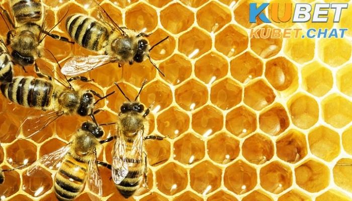 Mơ thấy ong có điềm báo gì? Đánh con số nào? 2 Giải mã chi tiết giấc mơ thấy con ong thường gặp