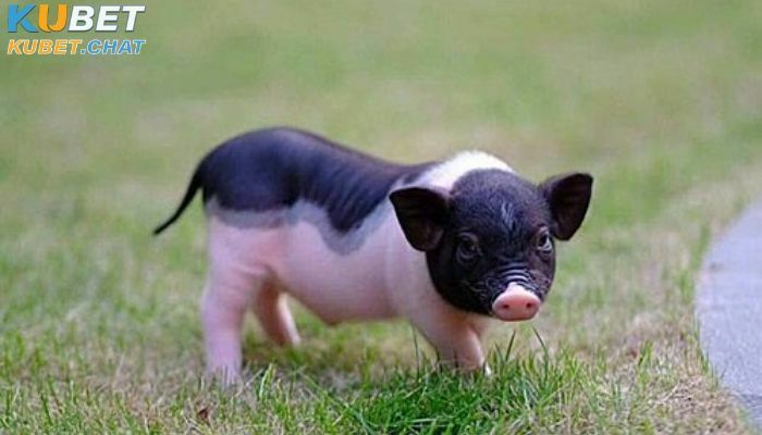 Mơ thấy heo là điềm gì - Đánh số nào mang lại may mắn? 3 Ngủ mơ thấy heo đuổi cắn bạn