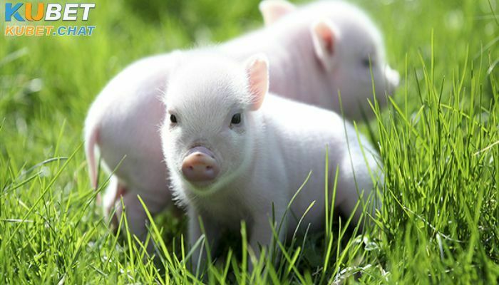 Mơ thấy heo là điềm gì - Đánh số nào mang lại may mắn? 4 Những con số thú vị xoay quanh giấc mơ thấy heo dành cho bạn