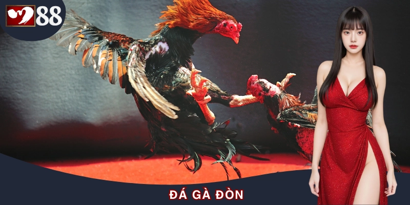 Đá Gà Đòn - Thể Loại Cá Cược Luôn Được Kê Thủ Săn Đón