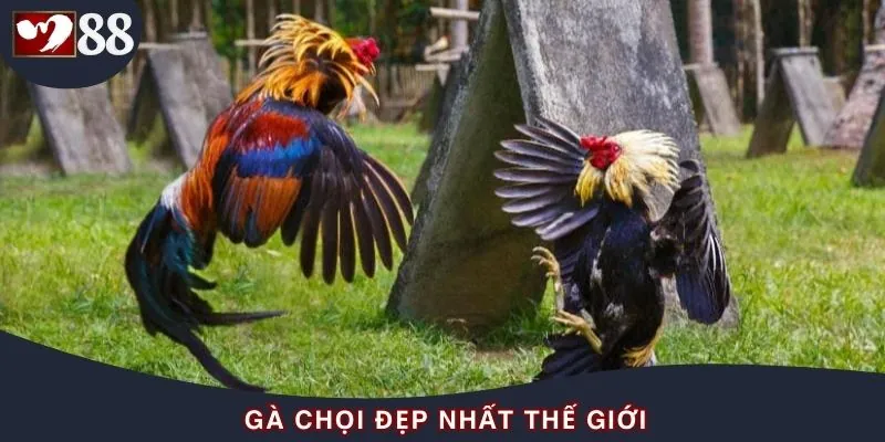 Gà Chọi Đẹp Nhất Thế Giới - Vẻ Đẹp Chinh Phục Mọi Kê Thủ